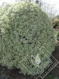 PITTOSPORUM  tenifolium variegata