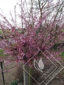 PRUNUS  okame