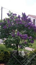 SYRINGA  vulgaris charles joly